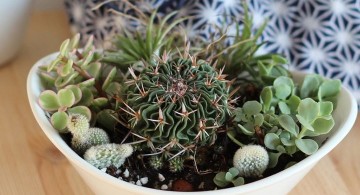 mini japanese garden in a bowl