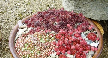 small rock garden designs in a bowl