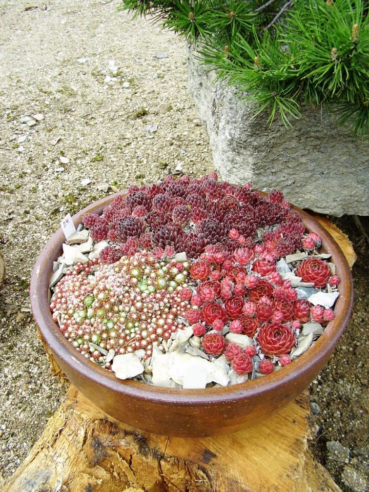 small rock garden designs in a bowl