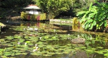 oriental garden design with koi pond