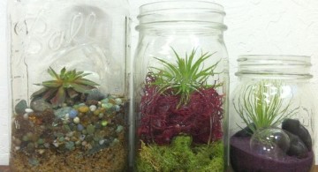 a trio of air plant terrarium ideas