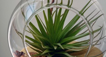 air plant terrarium ideas