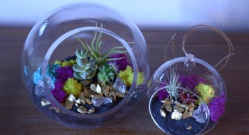 air plant terrarium ideas in blue jars