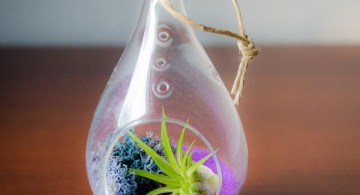 air plant terrarium ideas in unique jar