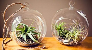 featured image of ar plant terrarium ideas