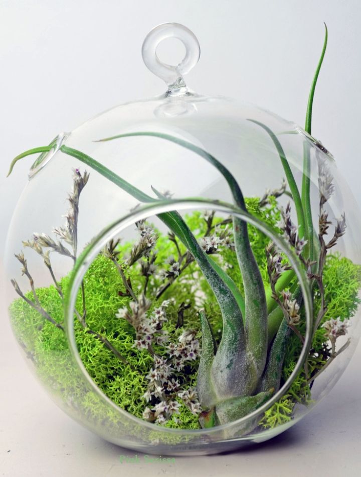 Unique How To Make An Air Plant Terrarium 