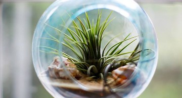 hanging blue jar air plant terrarium ideas