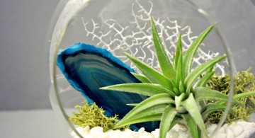 minimalist air plant terrarium ideas