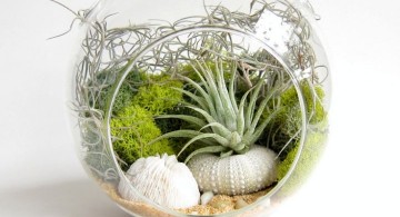 packed air plant terrarium ideas