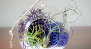 simple air plant terrarium ideas