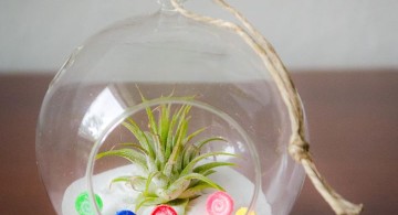 simple but colorful air plant terrarium ideas