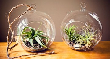 two jars air plant terrarium ideas