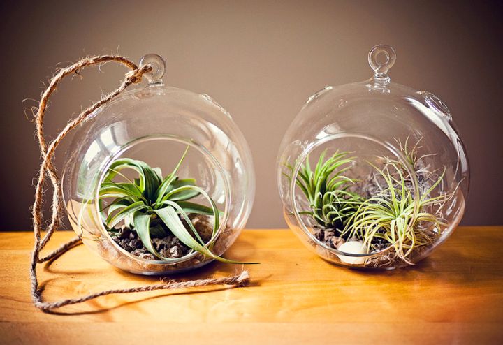 two jars air plant terrarium ideas